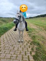 Weidemaatje/coaching/fokmerrie, 15 jr, Dieren en Toebehoren, Merrie, Gechipt, L, 11 jaar of ouder