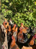 Kleurlegger en Cochin hanen van mei 2025, Dieren en Toebehoren, Pluimvee, Mannelijk, Kip