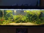 Aquarium planten, Dieren en Toebehoren, Ophalen, Plant(en), Steen of Hout