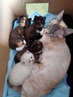 Kittens Ragdoll x Britse korthaar, Dieren en Toebehoren, Katten en Kittens | Raskatten | Korthaar, Ontwormd, Poes