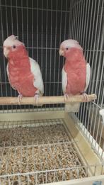 Jonge Lutino rose kakatoes, met DNA en getest op alle ziekte, Dieren en Toebehoren, Meerdere dieren, Papegaai, Geringd