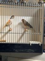 Diverse kweek koppels harlekijn kanaries, Dieren en Toebehoren, Meerdere dieren, Postuurkanarie