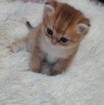 Britse korthaar kittens, Dieren en Toebehoren, Katten en Kittens | Raskatten | Korthaar, Meerdere dieren, Ontwormd