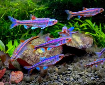 Regenboog elritsen. Rainbow shiners. Notropis chrosomus vis beschikbaar voor biedingen