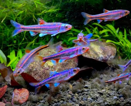 Regenboog elritsen. Rainbow shiners. Notropis chrosomus vis, Dieren en Toebehoren, Vissen | Vijvervissen, Overige soorten