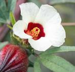 Hibiscus Sabdariffa, Ophalen of Verzenden, Zaad