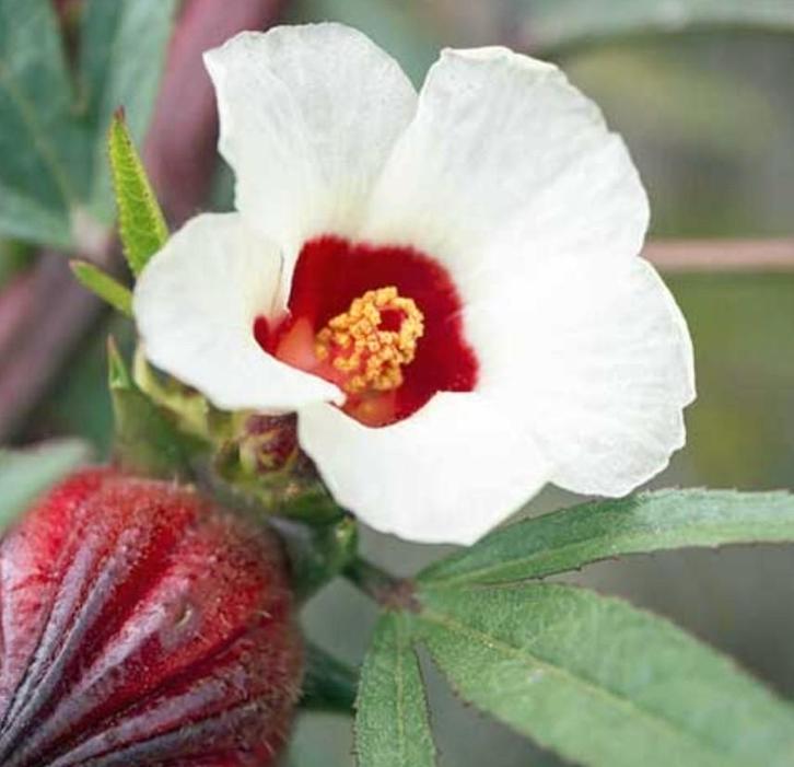 Hibiscus Sabdariffa, Tuin en Terras, Bloembollen en Zaden, Zaad, Ophalen of Verzenden