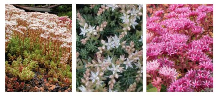48 Sedum album +Sedum spurium +Sedum hispanicum plug P5cm, Tuin en Terras, Planten | Tuinplanten, Vaste plant, Bodembedekkers