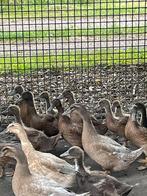 Legeenden Khaki Campbell, Dieren en Toebehoren, Pluimvee, Vrouwelijk, Eend