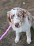 Chocolat merle Border pup, België, Particulier, 15 weken tot 1 jaar, Reu