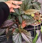Begonia Benigo Pink grote plant, Ophalen of Verzenden, Halfschaduw, Minder dan 100 cm