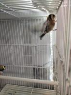Parva peuter man van 2023, Dieren en Toebehoren, Vogels | Overige Vogels, Mannelijk