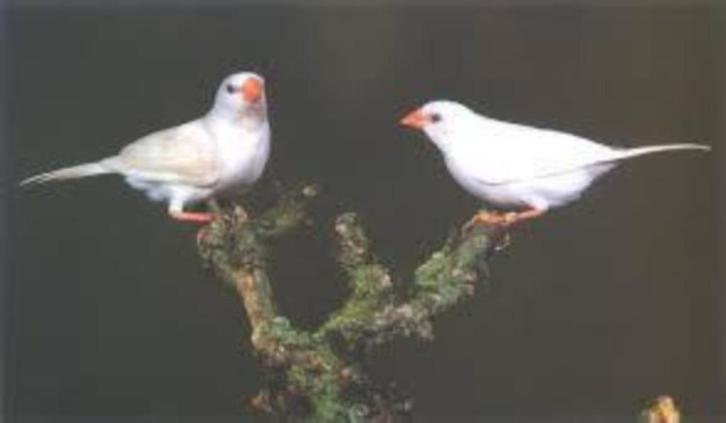witte spitsstaart amadines, Dieren en Toebehoren, Vogels | Overige Vogels, Meerdere dieren