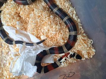 Lampropeltis triangulum campbelli - Melkslang NK22 beschikbaar voor biedingen