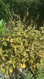 Persicaria met roze bloemen - alleen ophalen, Tuin en Terras, Overige soorten, Vaste plant, Ophalen of Verzenden, Halfschaduw