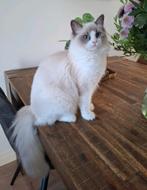 prachtige blue bicolor poes met fokrechten van 8 maanden., Dieren en Toebehoren, Katten en Kittens | Raskatten | Langhaar, Poes