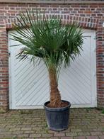 MOOIE DIKKE GOED GEWORTELDE WINTERHARDE TRACHYCARPUS PALMEN, Tuin en Terras, In pot, Halfschaduw, Ophalen of Verzenden, 100 tot 250 cm