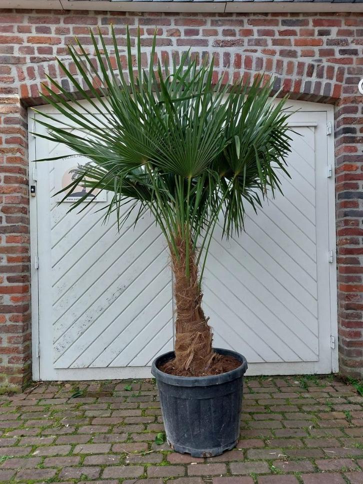 MOOIE DIKKE GOED GEWORTELDE WINTERHARDE TRACHYCARPUS PALMEN, Tuin en Terras, Planten | Bomen, Palmboom, 100 tot 250 cm, Halfschaduw