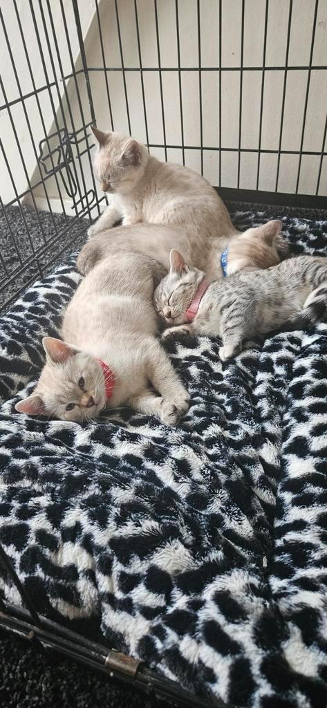 Kittens te koop, Dieren en Toebehoren, Katten en Kittens | Raskatten | Korthaar