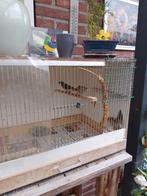 Gould amadines, Dieren en Toebehoren, Vogels | Overige Vogels, Meerdere dieren, Tropenvogel