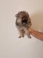 Mini pomeranian, Dieren en Toebehoren, Rabiës (hondsdolheid), Overige rassen, 8 tot 15 weken, Teef