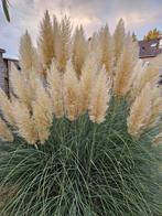 Grote pampas pluimen, Ophalen of Verzenden, Nieuw