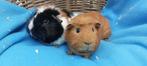 cavia´s MAMMOETJE & VLEKKIE uit de opvang zoekt een tehuis, Dieren en Toebehoren, Cavia, Voor 1 juli 2024