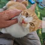 Lieve knuffelkat Andre (in Velp, Gelderland), Kater, Kortharig, 0 tot 2 jaar