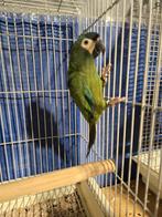 Tamme Ara Maracana man met DNA en getest op alle ziektes mei, Dieren en Toebehoren, Vogels | Parkieten en Papegaaien, Mannelijk