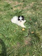 Pomeriaan puppies mogen weg, Keeshond, Reu, 8 tot 15 weken, Meerdere