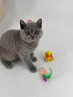 Brits korthaar kittens, Kater