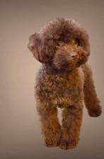 Toy poedel dekreu echte donkere choco cody met fci stamboom, Dieren en Toebehoren, Particulier, Rabiës (hondsdolheid), Reu, 1 tot 2 jaar
