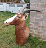 Deftig opgezette Blesbok kop Afrika hoorn opgezette antilope, Ophalen of Verzenden, Zo goed als nieuw, Wild dier, Gewei of Kop
