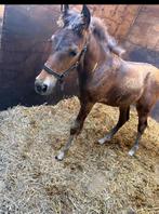 New Forest merrieveulen, Dieren en Toebehoren, Pony's, Merrie, Niet van toepassing, Gechipt, 0 tot 2 jaar