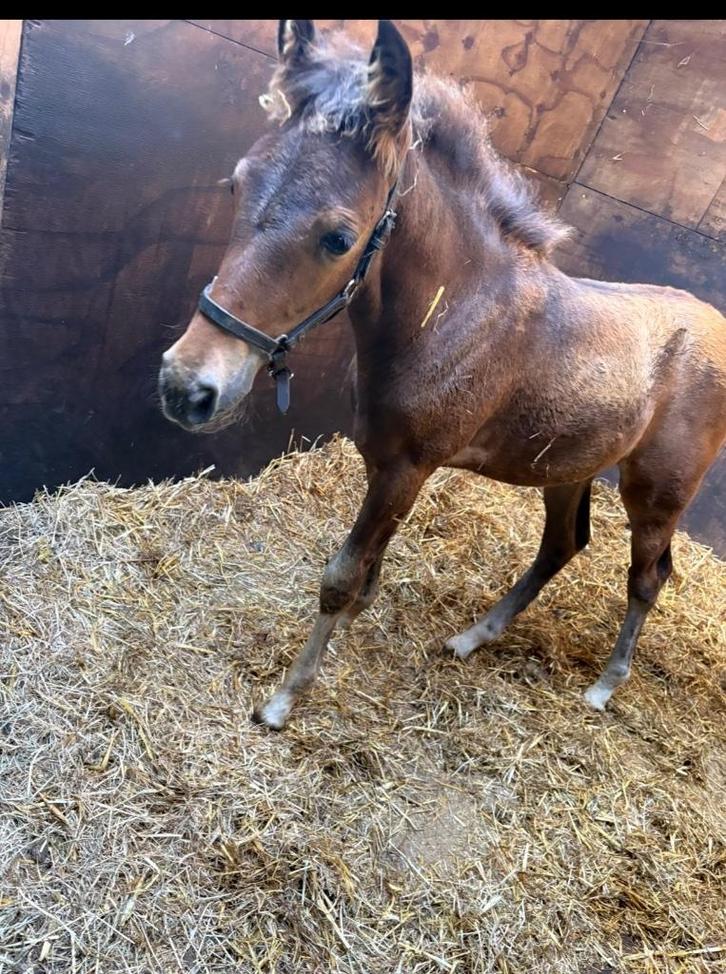 New Forest merrieveulen, Dieren en Toebehoren, Pony's, Merrie, Niet van toepassing, 0 tot 2 jaar, Met stamboom, Gechipt, Ontwormd