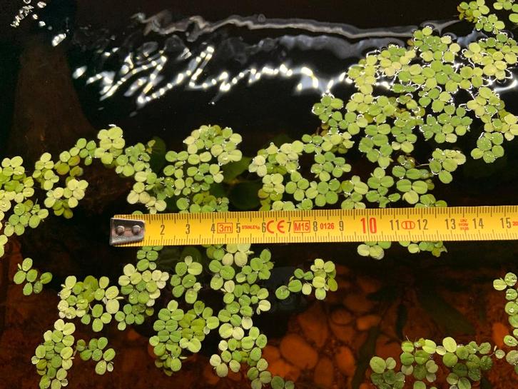 Salvinia Minima – Drijvende Aquariumplant, Dieren en Toebehoren, Vissen | Aquaria en Toebehoren, Nieuw, Plant(en), Steen of Hout