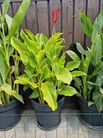 Te koop een kersen Rode canna met fijne en kleine bloemen, Tuin en Terras, Planten | Tuinplanten, Ophalen, Zomer, Overige soorten