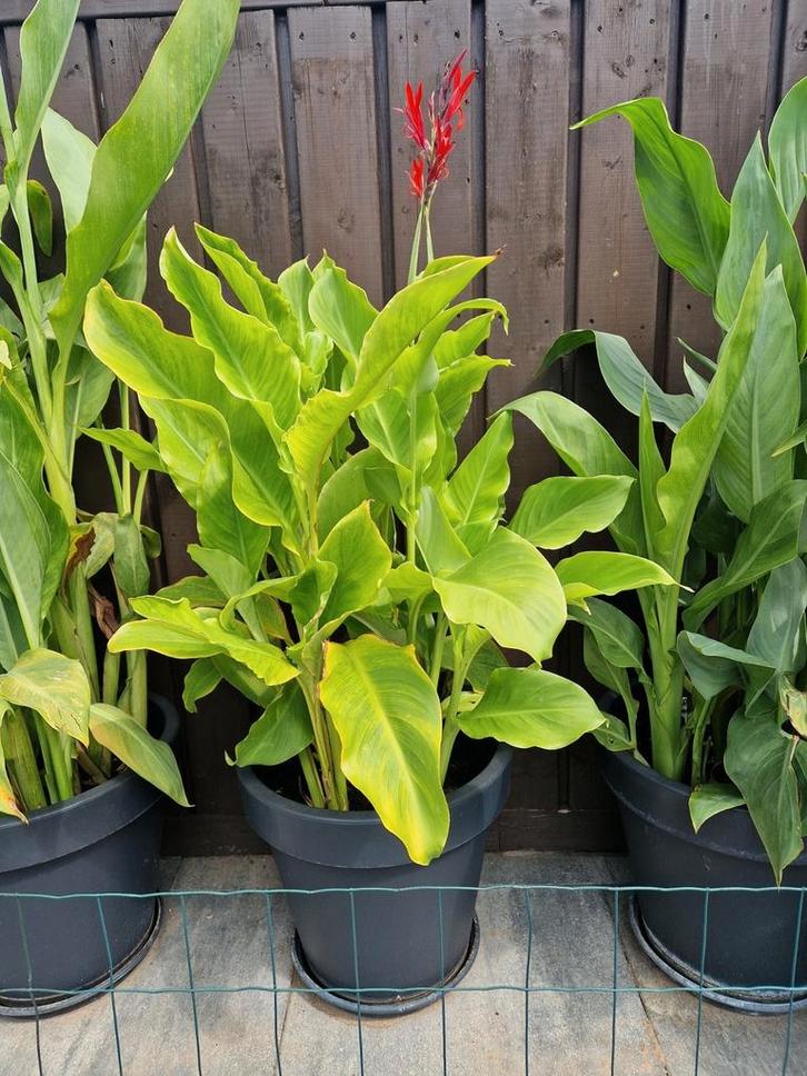 Te koop een kersen Rode canna met fijne en kleine bloemen, Tuin en Terras, Planten | Tuinplanten, Overige soorten, Volle zon, Zomer