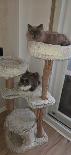 Ragdoll en een ragdoll/maincoon, Dieren en Toebehoren, Katten en Kittens | Raskatten | Langhaar, Poes, Gechipt