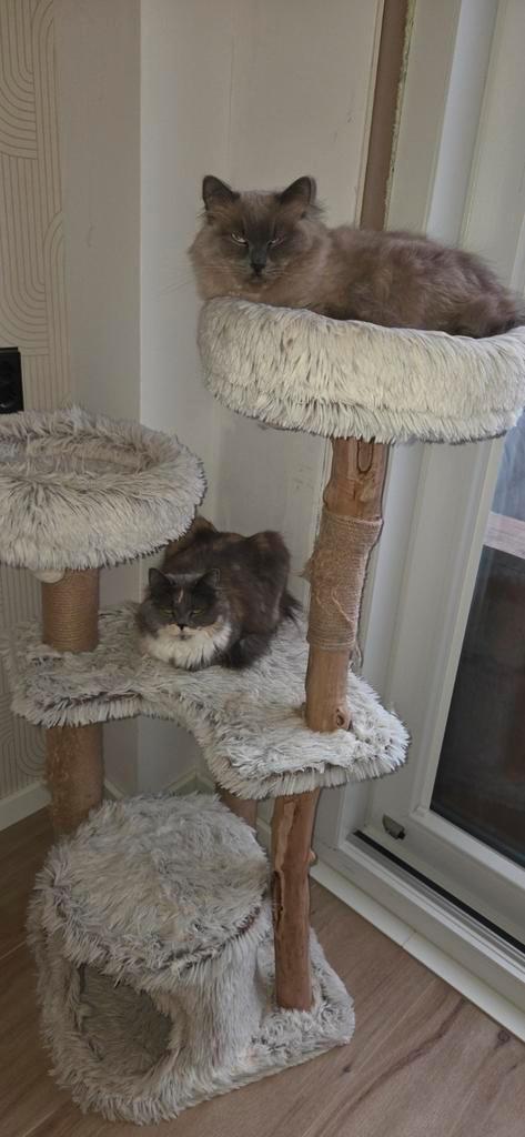 Ragdoll en een ragdoll/maincoon, Dieren en Toebehoren, Katten en Kittens | Raskatten | Langhaar, Poes, Gechipt