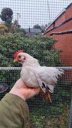 Jong wit Chabo haantje, Dieren en Toebehoren, Pluimvee, Mannelijk, Kip