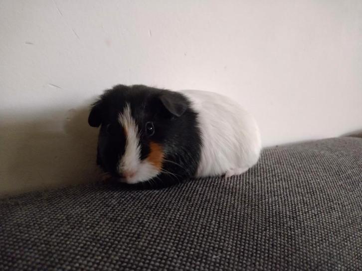 Jonge cavia driekleur gladhaar beertje, Dieren en Toebehoren, Knaagdieren, Mannelijk, Cavia, Oktober, Tam