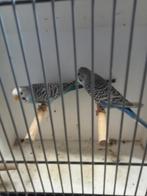 Diverse dun fallow split blackface, Dieren en Toebehoren, Vogels | Parkieten en Papegaaien, Meerdere dieren, Parkiet