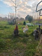 Haan (5 maanden), Mannelijk, Kip