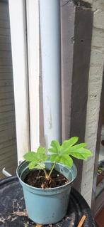 Rijstpapierplant, Ophalen of Verzenden, Zomer, Volle zon