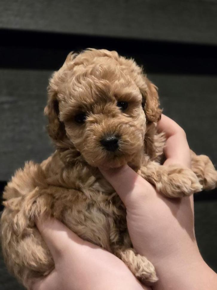 Dwerg/Toy poedel reutjes, Dieren en Toebehoren, Honden | Teckels en Dashonden, Reu, Korthaar, Dwerg, Particulier, Meerdere, Nederland