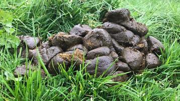 Gratis bio paardenmest beschikbaar voor biedingen