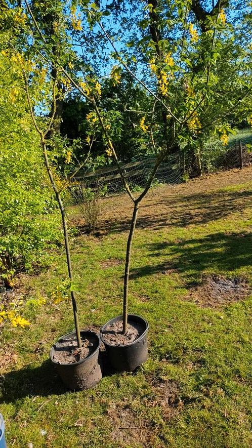 Gouden regen, Tuin en Terras, Planten | Bomen, Overige soorten, 100 tot 250 cm, Volle zon, Ophalen