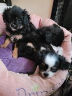 Nog 1 mooie Cavelier King Charles spaniel X Puppies, Overige rassen, CDV (hondenziekte), 8 tot 15 weken, Meerdere