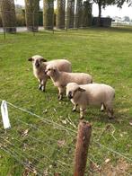 Hampshire down ooien, Dieren en Toebehoren, Schapen, Geiten en Varkens, Vrouwelijk, Schaap